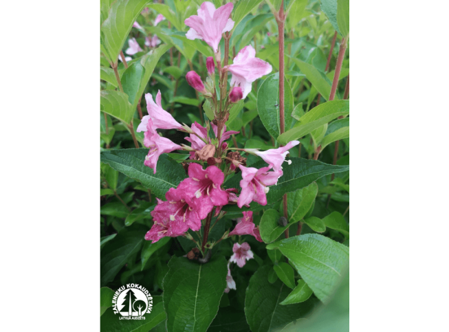 Weigela florida